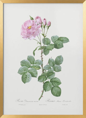 Aurora Poniatowska, Les Roses (1817–1824) | Poster - Gold Frame Interior
