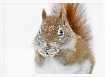 Red Squirrel In Snow | Poster - White Frame Interior