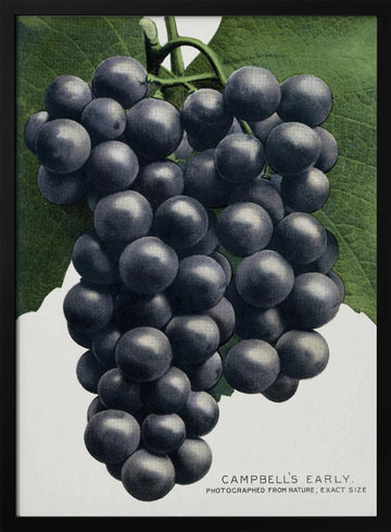 Campbell's Early Grape Lithograph | Poster - Black Metal Frame Interior