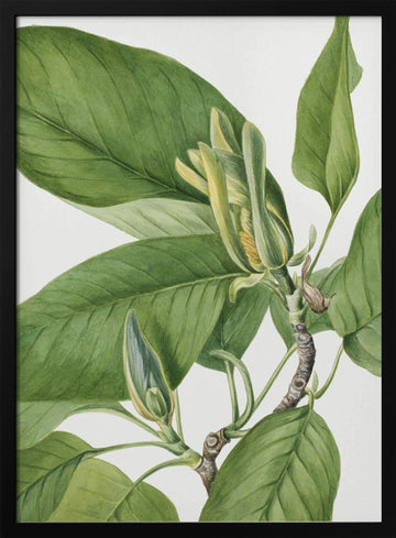 Cucumbertree 1922 | Poster - Black Metal Frame Interior