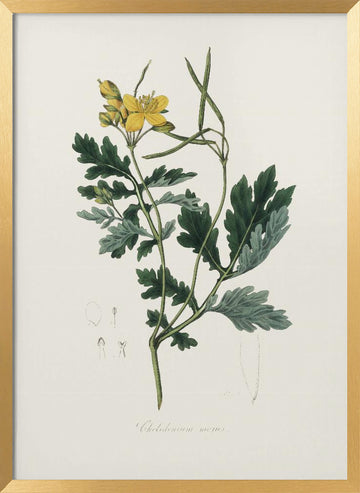 Greater Celandine (chelidonium Majus) Medical Botany | Poster - Gold Frame Interior