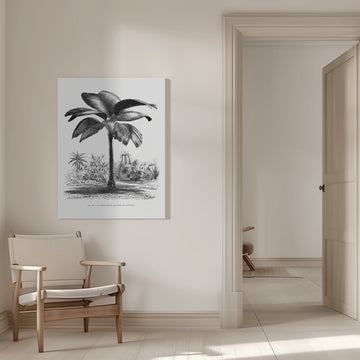 Vintage Palm Tree Drawing Iii | Canvas - Room Interior 1