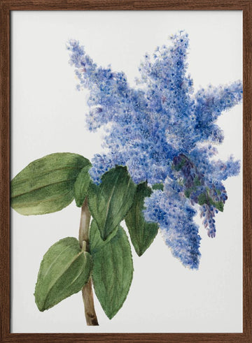 California Lilac (1935) | Poster - Walnut Frame Interior