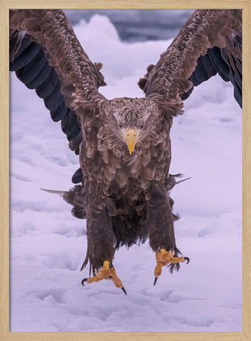 Powerful Eagle Winter Landing | Poster - Wood Frame Interior