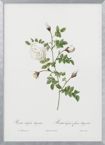 Silver Flowered Hispid Rose, Les Roses (1817–1824) | Poster - Silver Frame Interior
