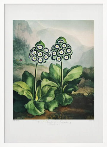 A Group of Auriculas from The Temple of Flora 2 (1807) | Poster - White Frame Interior