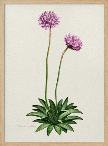 Purple Botanical Bloom | Poster - Wood Frame Interior