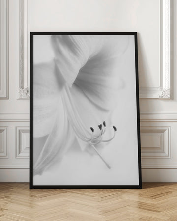 Elegant White Bloom | Poster - Room Interior 1