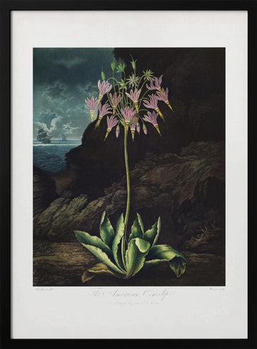 The American Cowslip from The Temple of Flora (1807) | Poster - Black Metal Frame Interior