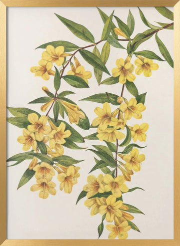 Carolina Jessamine From North American Wildflowers (1925) By Mary Vaux Walcott | Poster - Gold Frame Interior