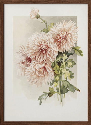 Chrysanthemums | Poster - Walnut Frame Interior
