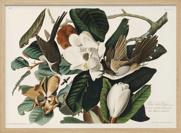 Black Billed Cuckoo From Birds of America (1827) | Poster - Wood Frame Interior