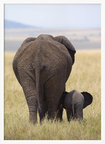 Elephant Mother and Calf | Poster - White Frame Interior