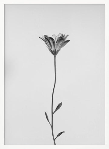 Elegant Floral Silhouette | Poster - White Frame Interior