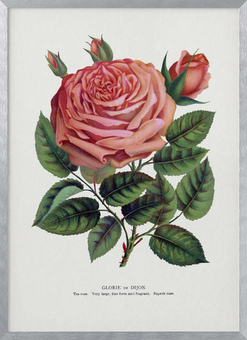 Pink Rose, Glorie De Dijon Lithograph | Poster - Silver Frame Interior