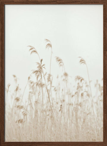 Soft Swaying Reeds | Poster - Walnut Frame Interior