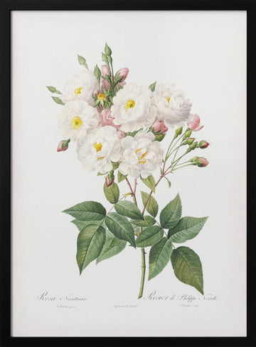 Rosa × Noisettiana, Les Roses (1817–1824) | Poster - Black Metal Frame Interior