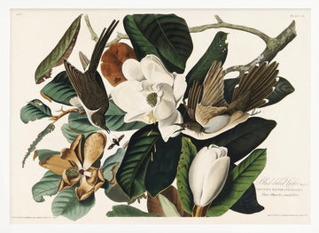 Black Billed Cuckoo From Birds of America (1827) | Poster - White Frame Interior