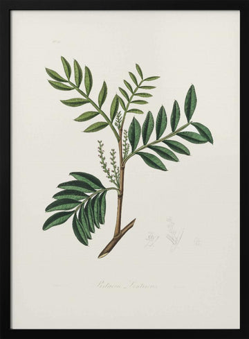 Lentisk (pistacia Lenitiscus) Medical Botany | Poster - Black Metal Frame Interior