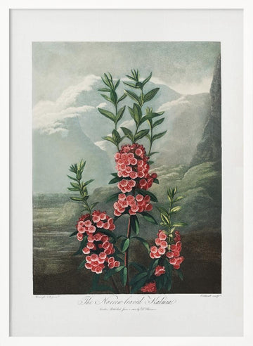 The Narrow–Leaved Kalmia from The Temple of Flora (1807) | Poster - White Frame Interior