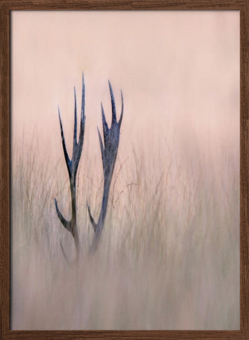 Ethereal Deer Antlers | Poster - Walnut Frame Interior