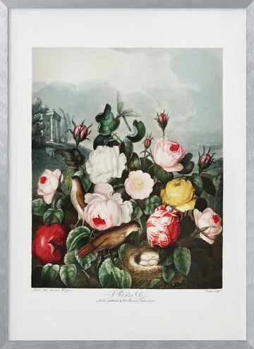 Roses from The Temple of Flora (1807) | Poster - Silver Frame Interior
