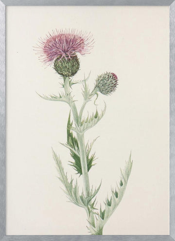 Prairie Thistle From North American Wildflowers (1925) By Mary Vaux Walcott. | Poster - Silver Frame Interior