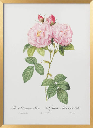 Rosa Bifera Officinalis, Les Roses (1817–1824) | Poster - Gold Frame Interior