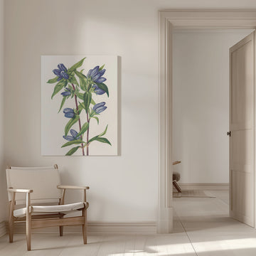 Bottle Gentian From North American Wildflowers (1925) By Mary Vaux Walcott | Canvas - Room Interior 1