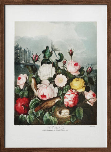 Roses from The Temple of Flora (1807) | Poster - Walnut Frame Interior