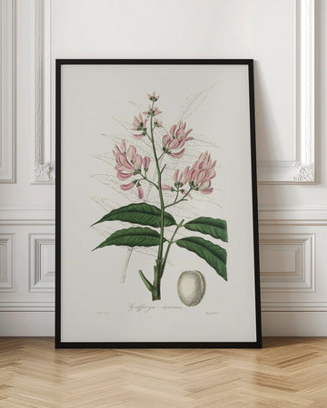 Geoffroya Inermis Medical Botany | Poster - Room Interior 1