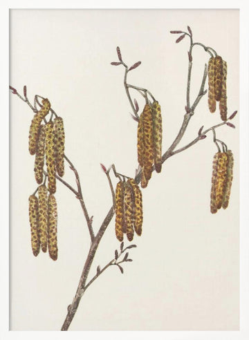 Hazel Alder (alnus Regosa) From North American Wildflowers (1925) By Mary Vaux Walcott. | Poster - White Frame Interior
