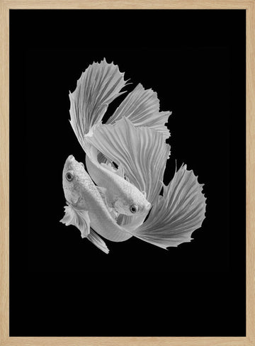 Betta Fish Dance | Poster - Wood Frame Interior