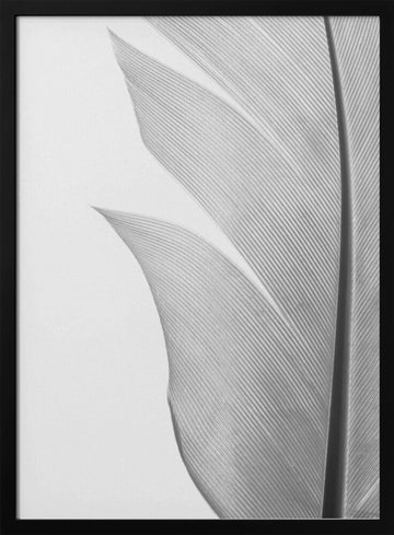Delicate White Feather | Poster - Black Metal Frame Interior