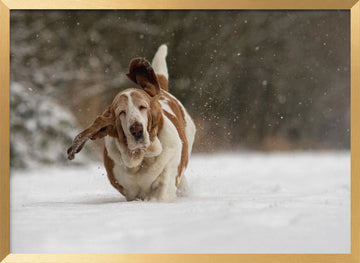 Joyful Basset Hound Snow Run | Poster - Gold Frame Interior