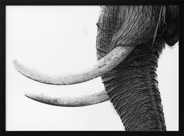 Wild Elephant Close Up | Poster - Black Metal Frame Interior