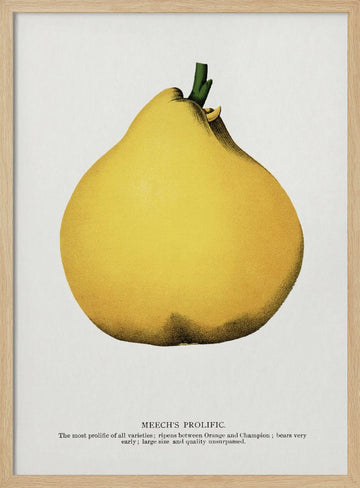 Meech's Prolific Pear Lithograph | Poster - Wood Frame Interior