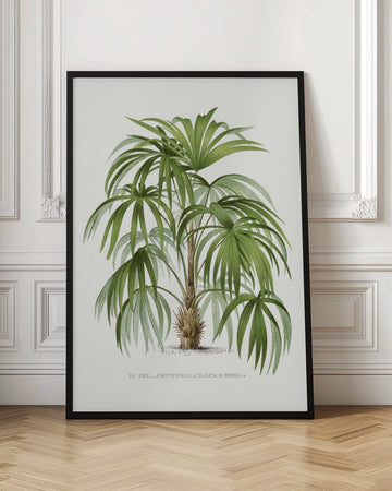 Xxiv Acanthorhiza Aculeata | Poster - Room Interior 1