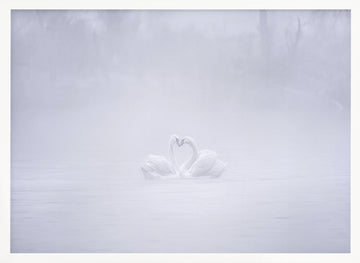 Misty Swans Heart | Poster - White Frame Interior