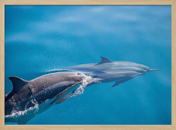 Dolphins In Motion | Poster - Wood Frame Interior
