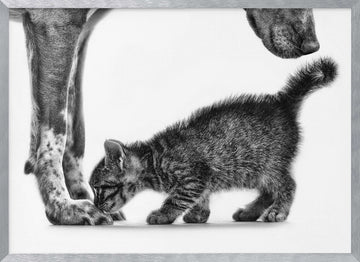 Gentle Dog Kitten | Poster - Silver Frame Interior