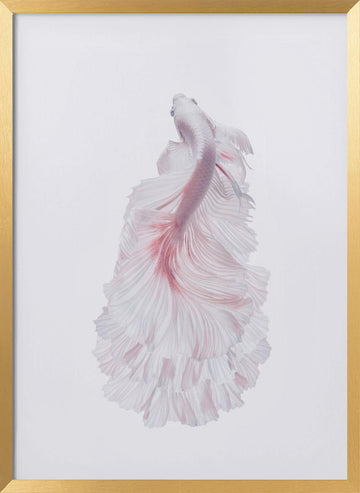 Pink Betta Elegance | Poster - Gold Frame Interior
