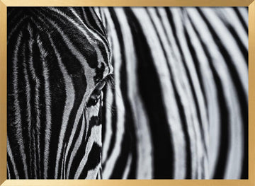Striped Zebra Eye | Poster - Gold Frame Interior