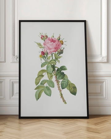 Rosa Bifera Macrocarpa, Les Roses (1817–1824) | Poster - Room Interior 1