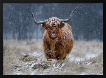 Snowy Highland Cow | Poster - Black Metal Frame Interior