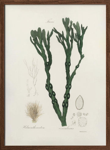Bladder Wrack (fucus Vesiculosus)  Medical Botany | Poster - Walnut Frame Interior