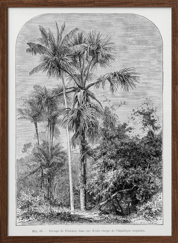 Vintage Palm Tree Drawing Iv | Poster - Walnut Frame Interior