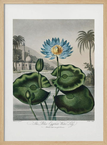 The Blue Egyptian Water-Lily from The Temple of Flora (1807) | Poster - Wood Frame Interior