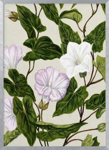 Bindweed Pohu By Sarah Featon (1848–1927) | Poster - Silver Frame Interior