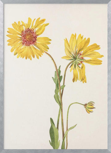 Perennial Gaillardia From North American Wildflowers (1925) By Mary Vaux Walcott. | Poster - Silver Frame Interior